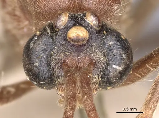 Pseudoneoponera oculata specimen CASENT0902504 image casent0902504_2