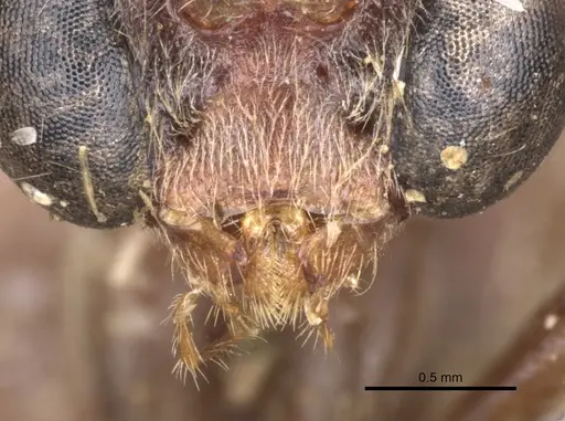 Pseudoneoponera oculata specimen CASENT0902504 image casent0902504_3
