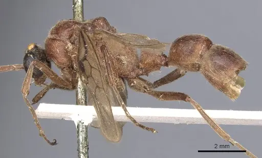 Pseudoneoponera oculata specimen CASENT0902504 image casent0902504_4
