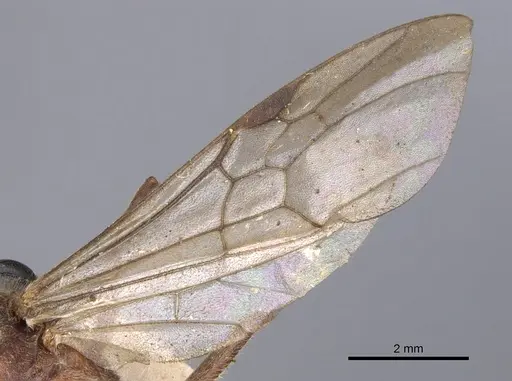 Pseudoneoponera oculata specimen CASENT0902504 image casent0902504_5