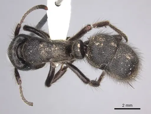 Pseudoneoponera piliventris specimen CASENT0249188 image casent0249188_1