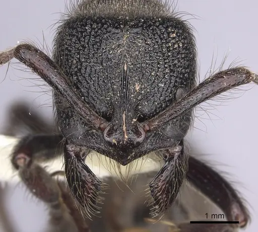 Pseudoneoponera piliventris specimen CASENT0249188 image casent0249188_2