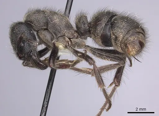 Pseudoneoponera piliventris specimen CASENT0249188 image casent0249188_3