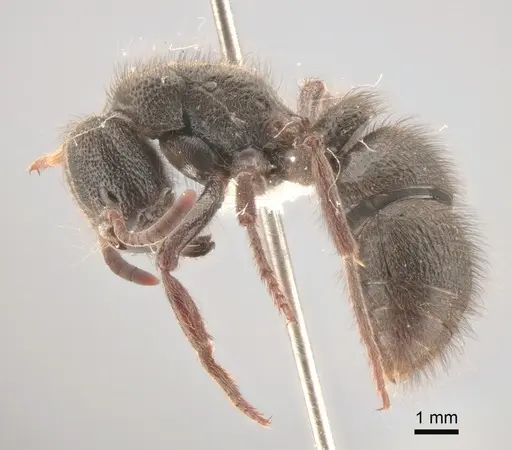 Pseudoneoponera piliventris specimen CASENT0886709 image casent0886709_3