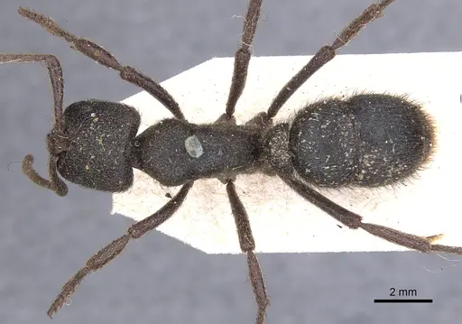 Pseudoneoponera piliventris specimen CASENT0902500 image casent0902500_1