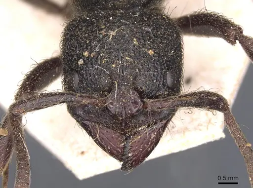 Pseudoneoponera piliventris specimen CASENT0902500 image casent0902500_2
