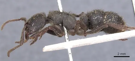 Pseudoneoponera piliventris specimen CASENT0902500 image casent0902500_3