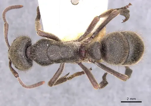 Pseudoneoponera piliventris specimen CASENT0907258 image casent0907258_1