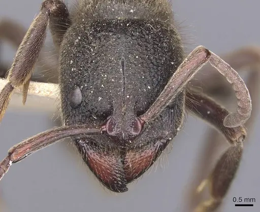 Pseudoneoponera piliventris specimen CASENT0907258 image casent0907258_2