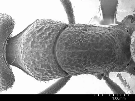 Pseudoneoponera porcata specimen ANTWEB1008568 image antweb1008568_1