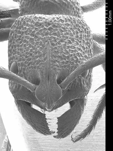 Pseudoneoponera porcata specimen ANTWEB1008568 image antweb1008568_2
