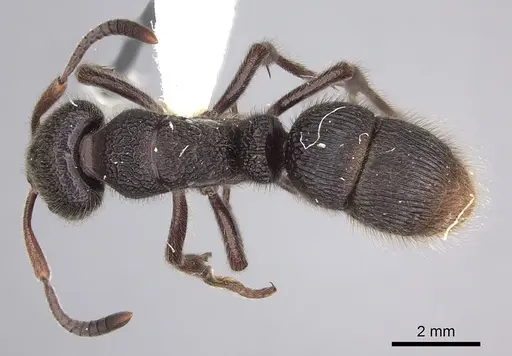 Pseudoneoponera porcata specimen CASENT0249190 image casent0249190_1