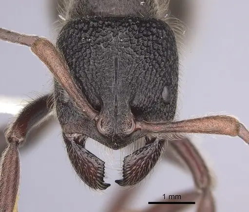 Pseudoneoponera porcata specimen CASENT0249190 image casent0249190_2