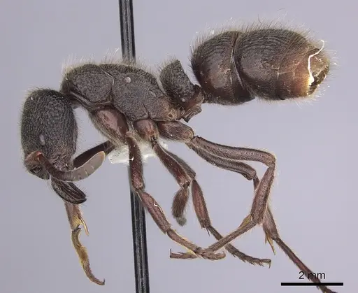 Pseudoneoponera porcata specimen CASENT0249190 image casent0249190_3