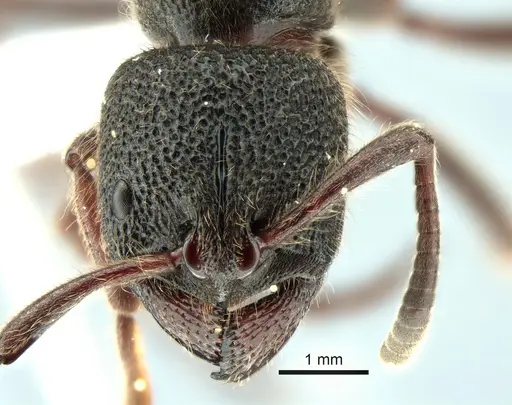 Pseudoneoponera porcata specimen CASENT0882067 image casent0882067_2