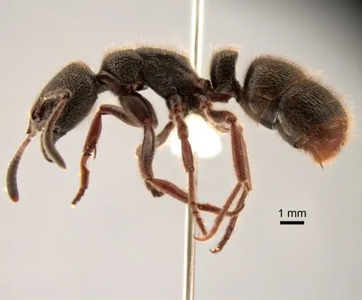 Pseudoneoponera porcata specimen CASENT0882067 image casent0882067_3