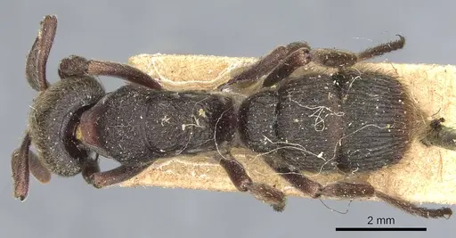 Pseudoneoponera porcata specimen CASENT0903894 image casent0903894_1