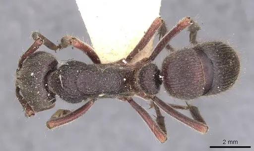 Pseudoneoponera regularis specimen CASENT0907259 image casent0907259_1