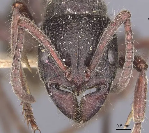 Pseudoneoponera regularis specimen CASENT0907259 image casent0907259_2