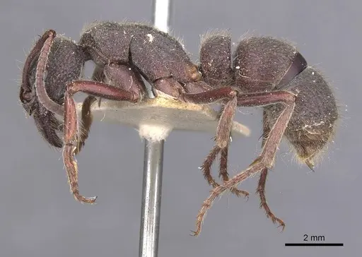 Pseudoneoponera regularis specimen CASENT0907259 image casent0907259_3