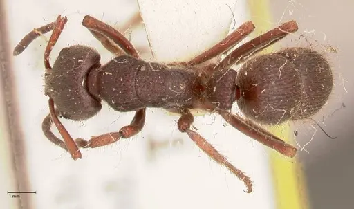 Pseudoneoponera regularis specimen FOCOL0956 image focol0956_1