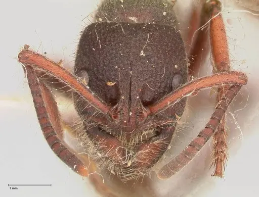 Pseudoneoponera regularis specimen FOCOL0956 image focol0956_2