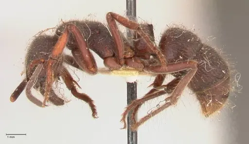 Pseudoneoponera regularis specimen FOCOL0956 image focol0956_3