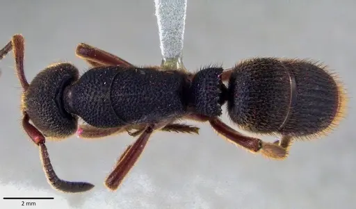 Pseudoneoponera rufipes specimen ANTWEB1041823 image antweb1041823_1