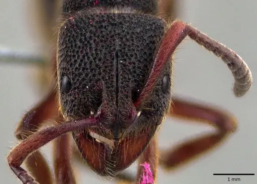 Pseudoneoponera rufipes specimen ANTWEB1041823 image antweb1041823_2