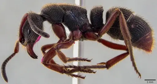 Pseudoneoponera rufipes specimen ANTWEB1041823 image antweb1041823_3