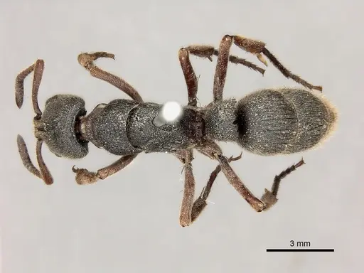 Pseudoneoponera rufipes specimen CASENT0217566 image casent0217566_1