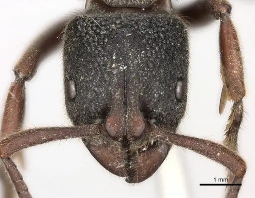 Pseudoneoponera rufipes specimen CASENT0217566 image casent0217566_2