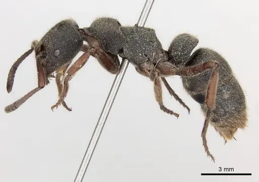 Pseudoneoponera rufipes specimen CASENT0217566 image casent0217566_3