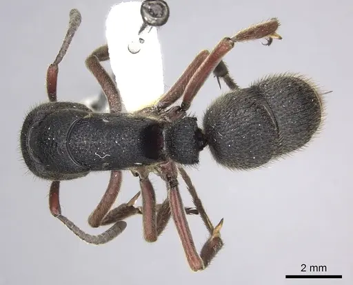 Pseudoneoponera rufipes specimen CASENT0249191 image casent0249191_1