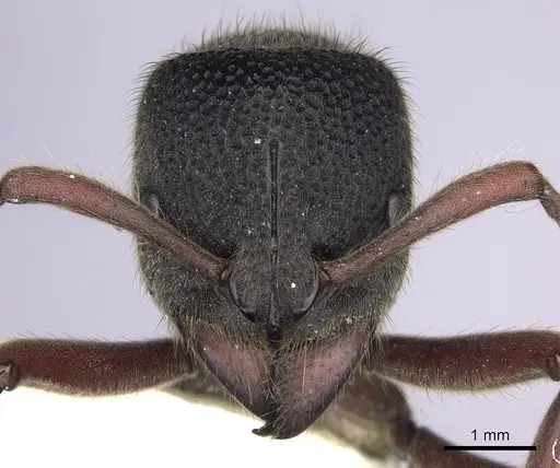 Pseudoneoponera rufipes specimen CASENT0249191 image casent0249191_2