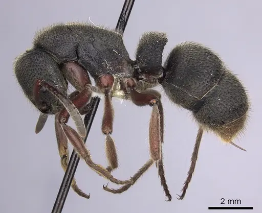 Pseudoneoponera rufipes specimen CASENT0249191 image casent0249191_3