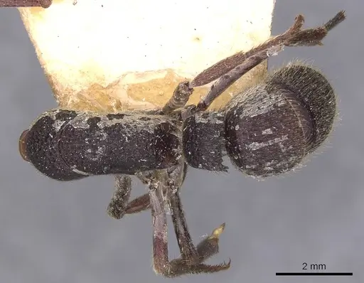 Pseudoneoponera rufipes specimen CASENT0907254 image casent0907254_1