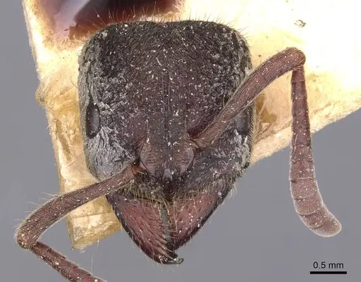 Pseudoneoponera rufipes specimen CASENT0907254 image casent0907254_2
