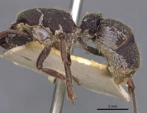 Pseudoneoponera rufipes specimen CASENT0907254 image casent0907254_3