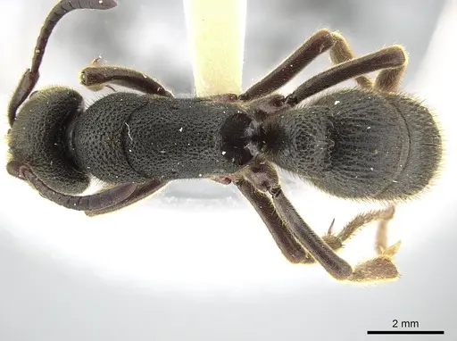 Pseudoneoponera rufipes specimen ZRC image zrc_hym_0000545_1