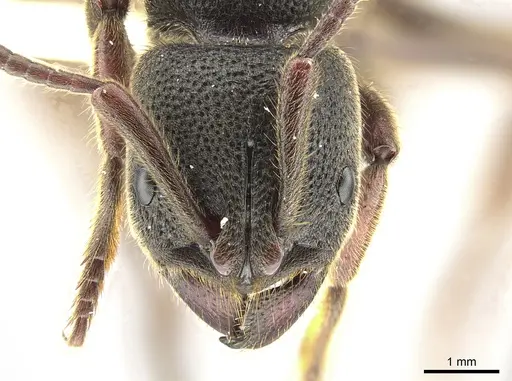 Pseudoneoponera rufipes specimen ZRC image zrc_hym_0000545_2