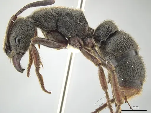 Pseudoneoponera rufipes specimen ZRC image zrc_hym_0000545_3