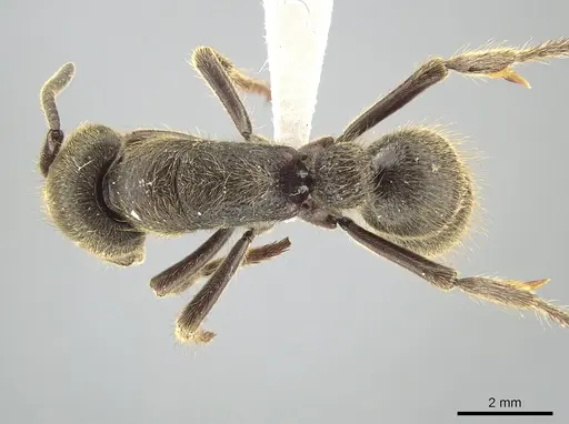 Pseudoneoponera sandakana specimen ZRC image zrc_ent00014093_1