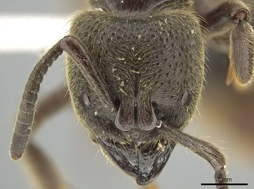 Pseudoneoponera sandakana specimen ZRC image zrc_ent00014093_2