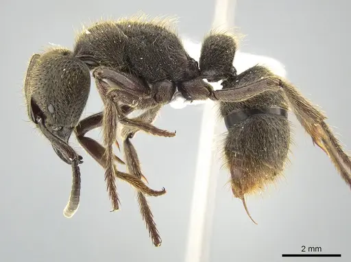 Pseudoneoponera sandakana specimen ZRC image zrc_ent00014093_3