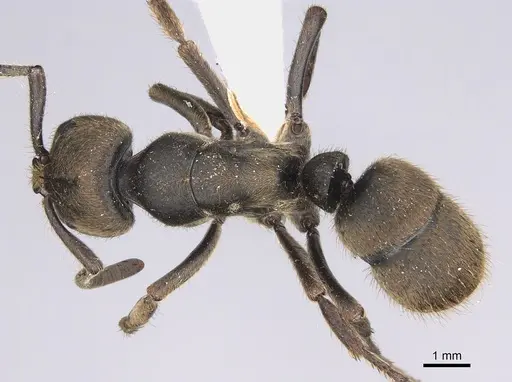 Pseudoneoponera sublaevis specimen CASENT0746787 image casent0746787_1