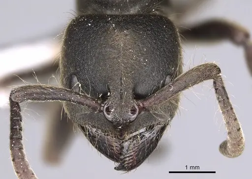 Pseudoneoponera sublaevis specimen CASENT0746787 image casent0746787_2