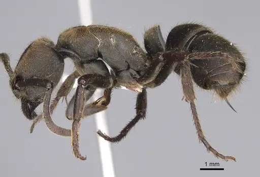 Pseudoneoponera sublaevis specimen CASENT0746787 image casent0746787_3