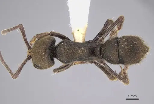 Pseudoneoponera sublaevis specimen CASENT0887835 image casent0887835_1