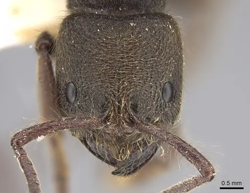 Pseudoneoponera sublaevis specimen CASENT0887835 image casent0887835_2